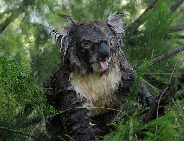 This is what a wet koala looks like, wet koalas, cute koalas, koala pictures