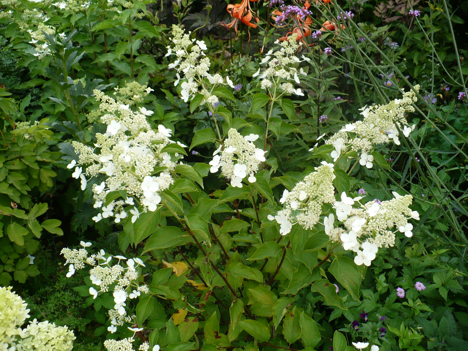 Hydrangea, Hortensja Hydrangea paniculata (Hortensja bukietowa)' White