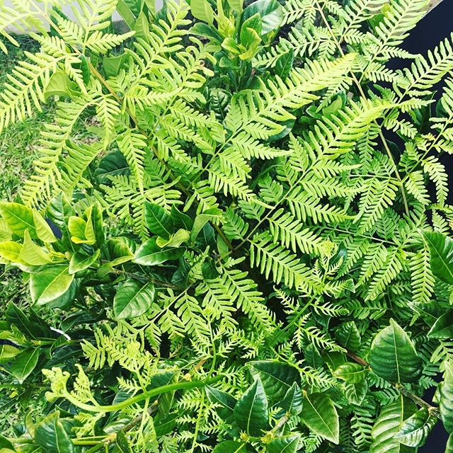 How to be Chic {Chic habits} 30 Chic Days The Fourth Series Day 14