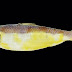 New species of sardines discovered in Manila Bay after the clean up