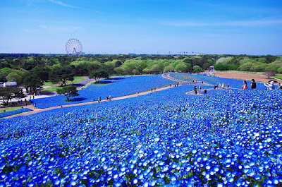 Salah Satu Taman Bunga Terkenal Di Jepang