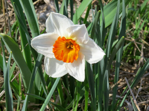 daffodils