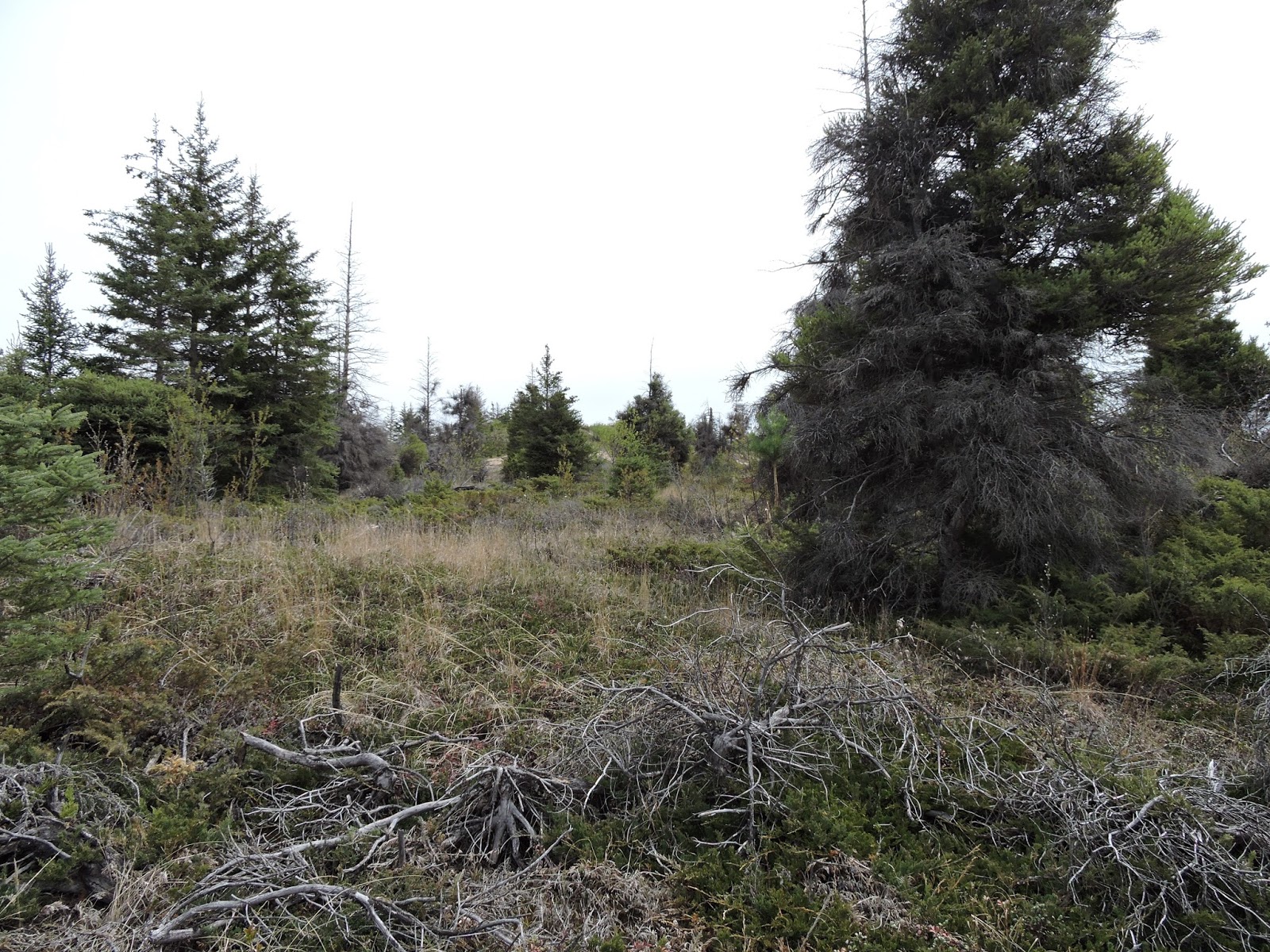Sightings of a world traveler Spruce Woods Provincial Park, Manitoba