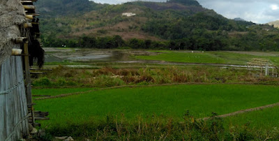 sawah di wanokaka sawah di wanokaka
