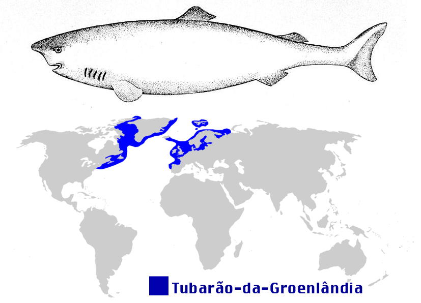 Distribuição geográfica do Tubarão da Groenlândia Tubarão da Groenlândia