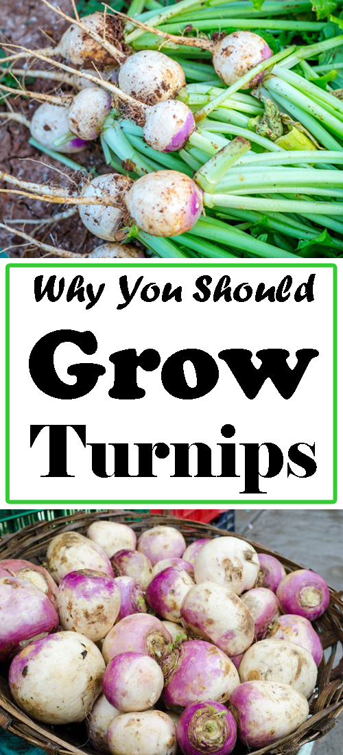 How to Grow Turnips Planting, Growing and Harvesting