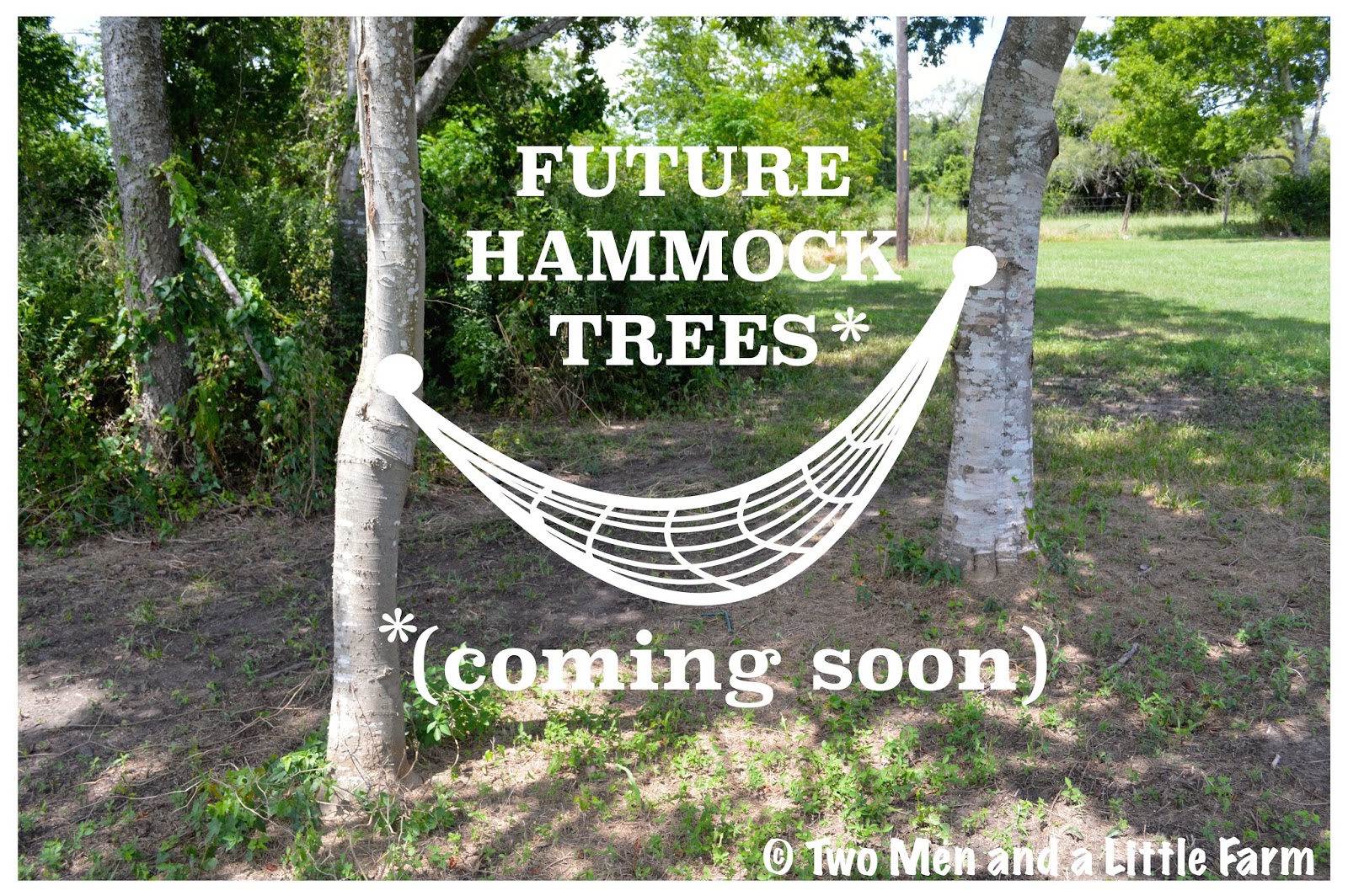 HOw To HAMMOCK TREES READY AND WAITING