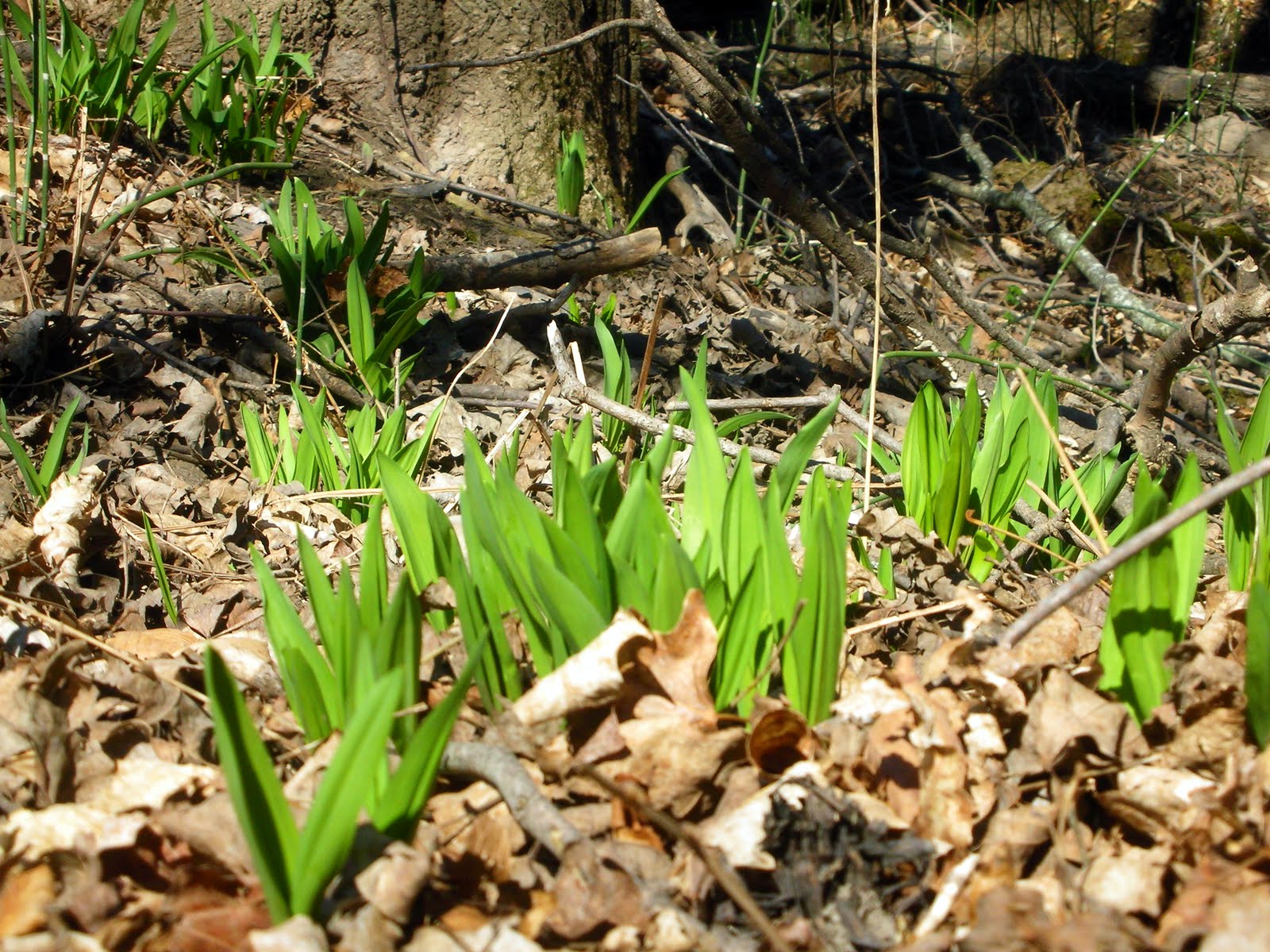 Vermont Wild Edibles Foraging for Ramps Part I