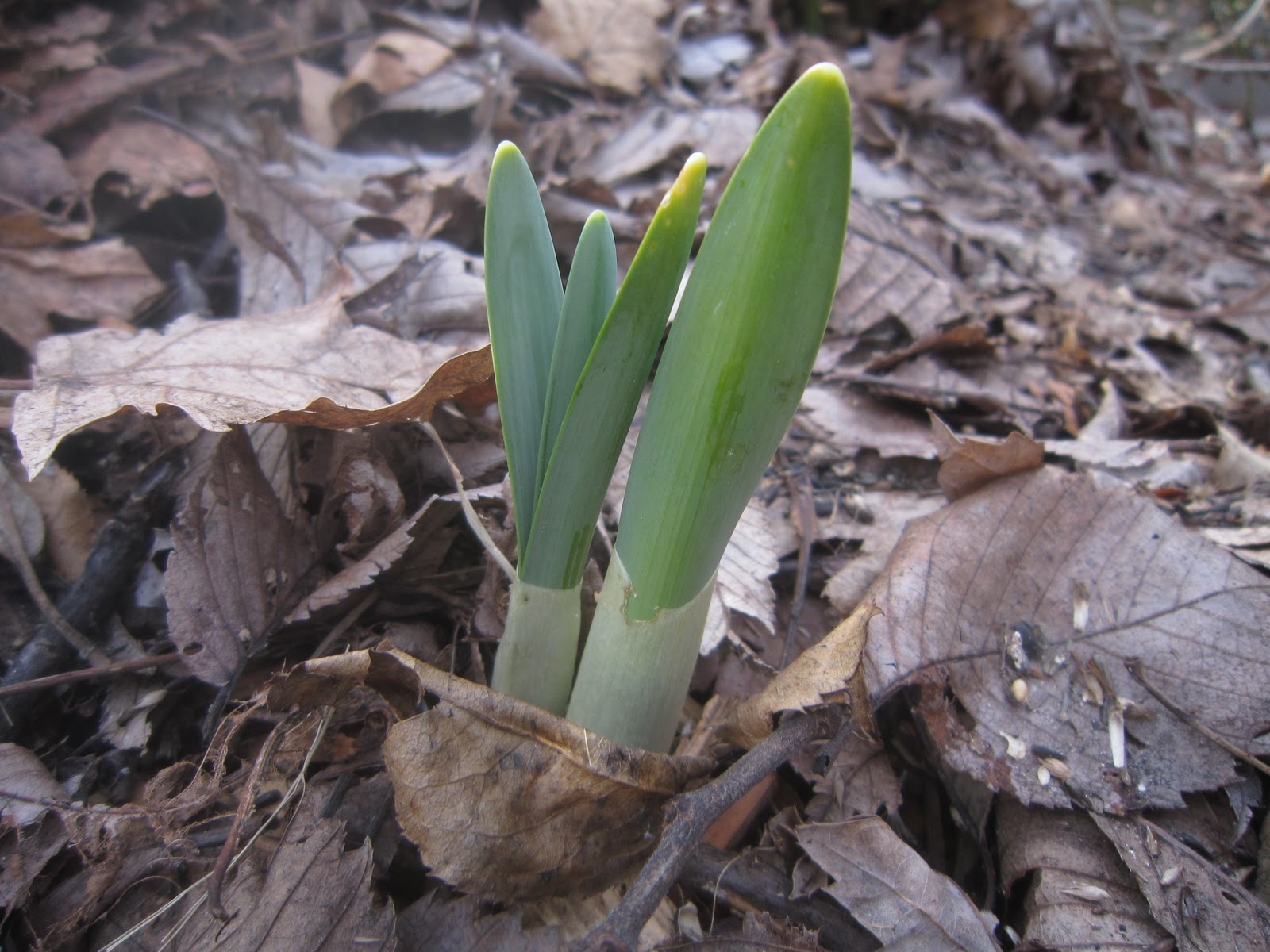 Chuck Does Art Identifying bulbs growing in early spring by shoots