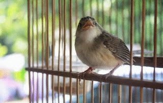 ciblek jawara ciblek jawara