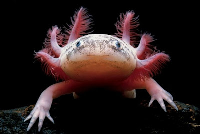 7 hewan-hewan unik di dunia ~ FORESTER UNTAD BLOG