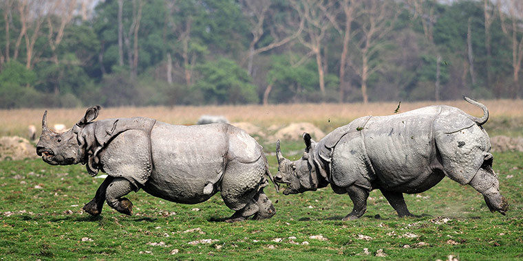 Rhinos fighting during mating season in Assam, India. 