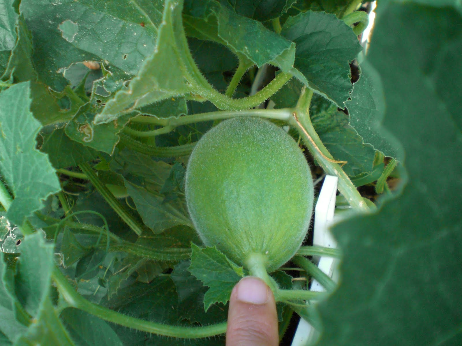 Plants Killer Anonymous