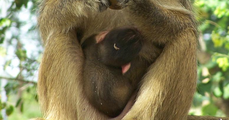 How many baboons are left in the world image