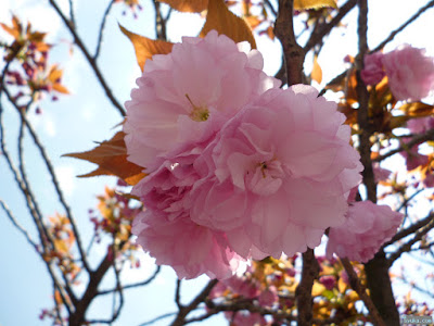 櫻宮神社の桜 櫻宮神社の桜