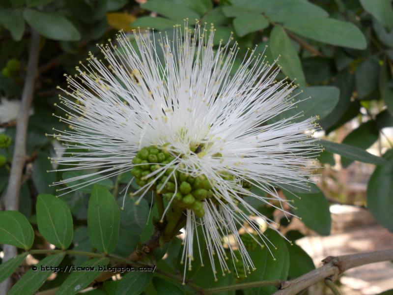 White Powder Puff Calliandra haematocephala Alba