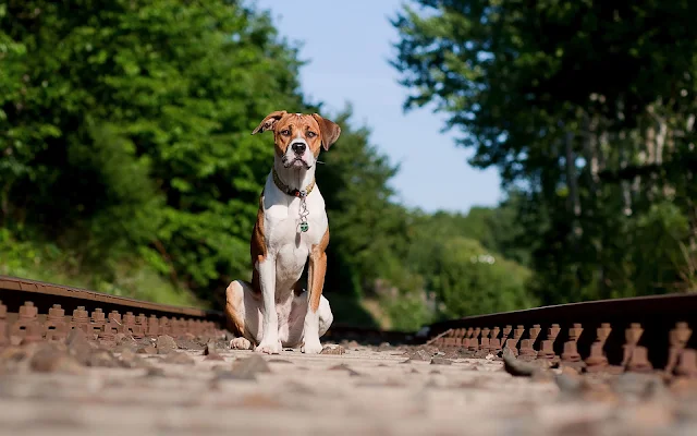 Hond op het spoor