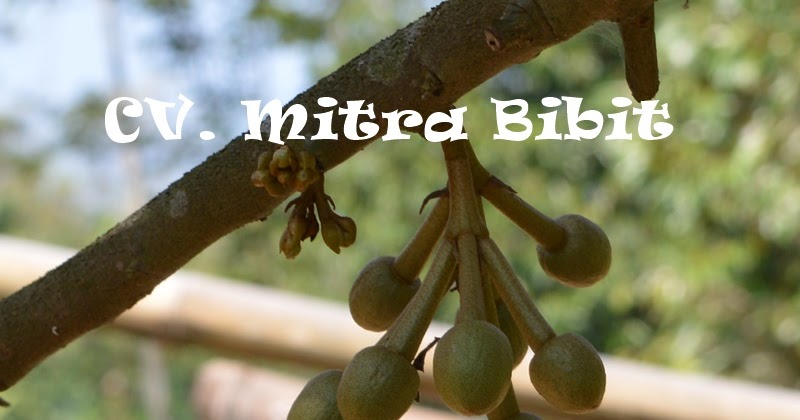 CV Mitra Bibit Cara Mempertahankan Bunga Durian Agar CV Mitra Bibit Cara Mempertahankan Bunga Durian Agar