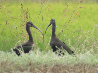 Sacramento National Wildlife Refuge