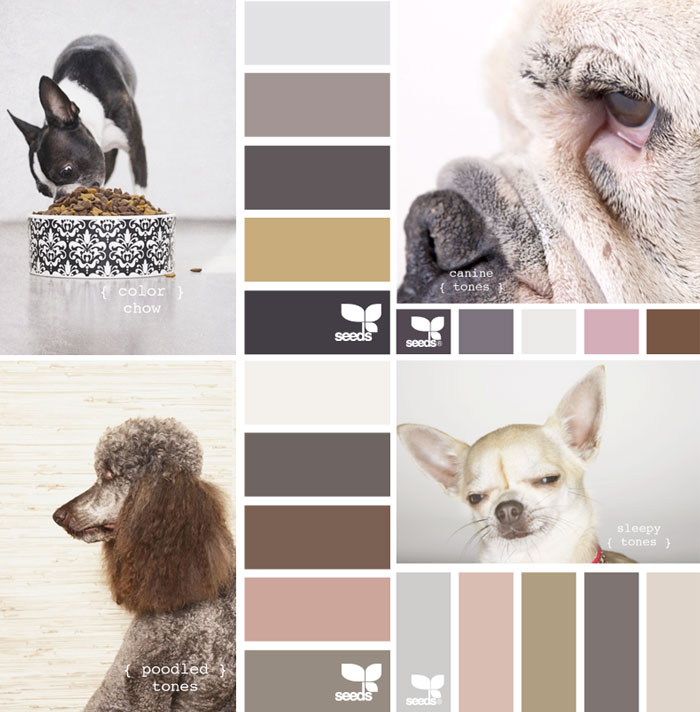 Rover DOG COLOUR SCHEMES