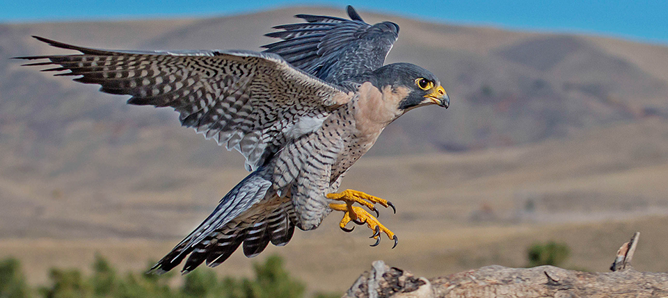 Unique Facts And Information: The fastest animal in the ...