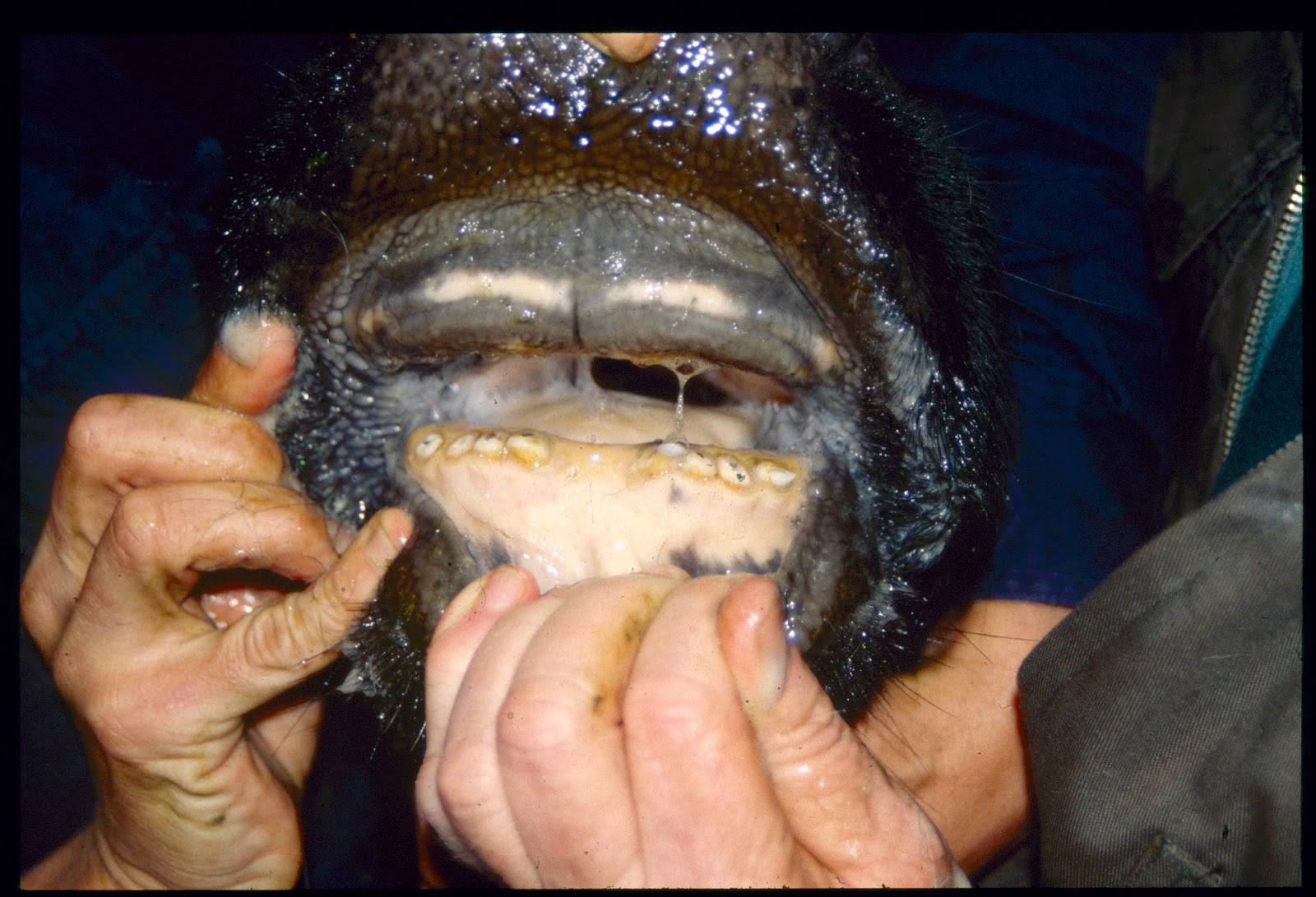 What Type Of Teeth Do Cows Have