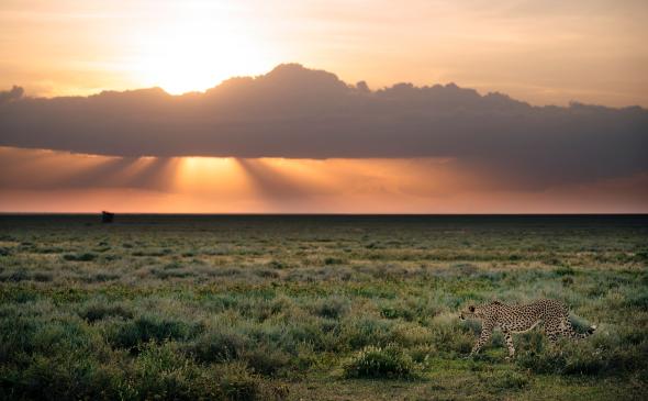 TANZANIA TANZANIA