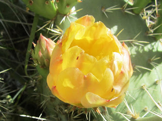Prickly Pear Cactus