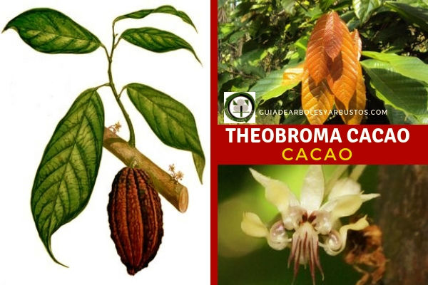 El Theobroma cacao, árbol del cacao, su cultivo se ha extendido por su rendimiento económico
