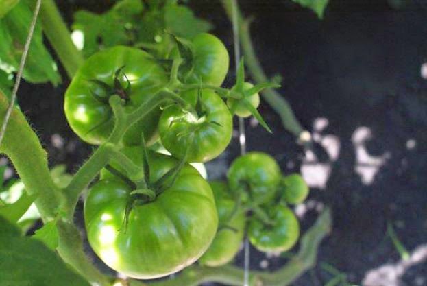 My Vegetable Garden | thetwobiteclub.com Green tomatoes on the vine