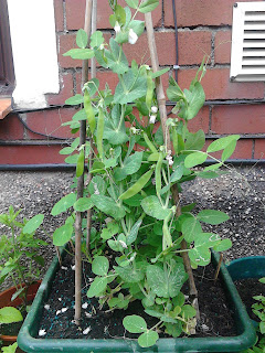 Mangetout peas growing in containers