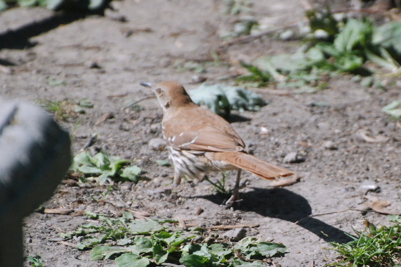 Musings Of The Sixties: The Brown Thrasher