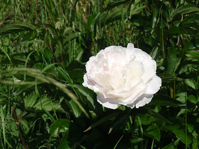 Our first white peony