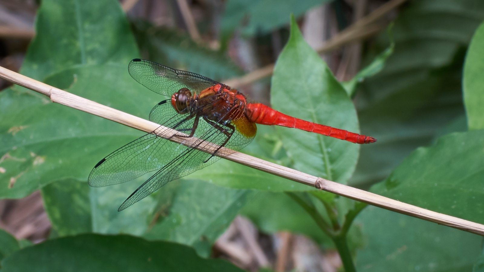 Dragonfly (the turtle was hiding)