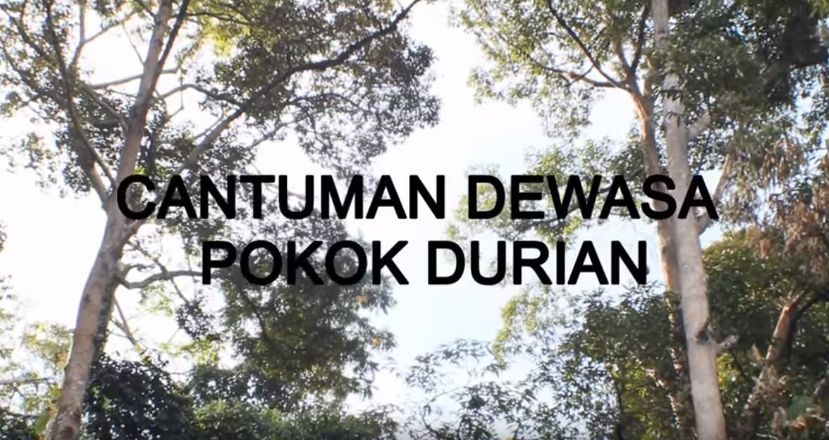 Rahsia Durian Berbuah Pokok Rendah Youtube