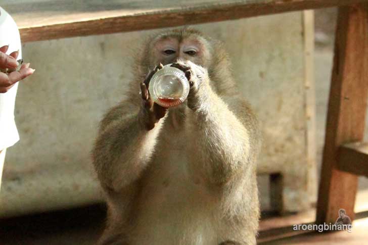 plangon cirebon