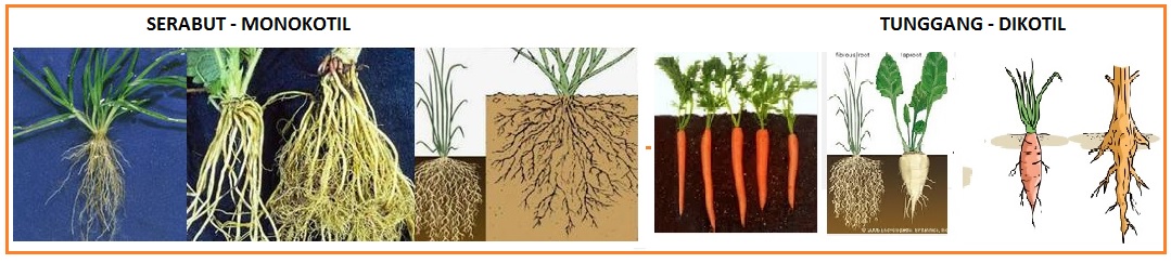 Praktek Jaringan Tumbuhan