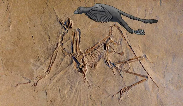 'Archaeopteryx' Dinosaur Had a Completely Unknown Way of Flying