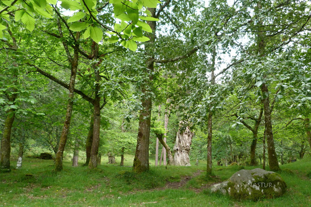 Área Recreativa de La Pesanca - Asturias