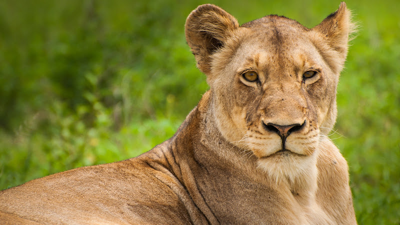 Wild Lioness