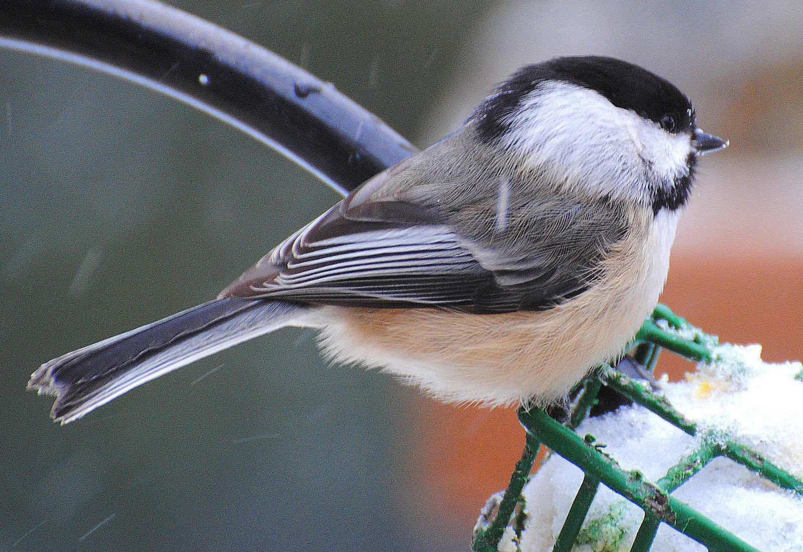 Birds Of Ontario Canada