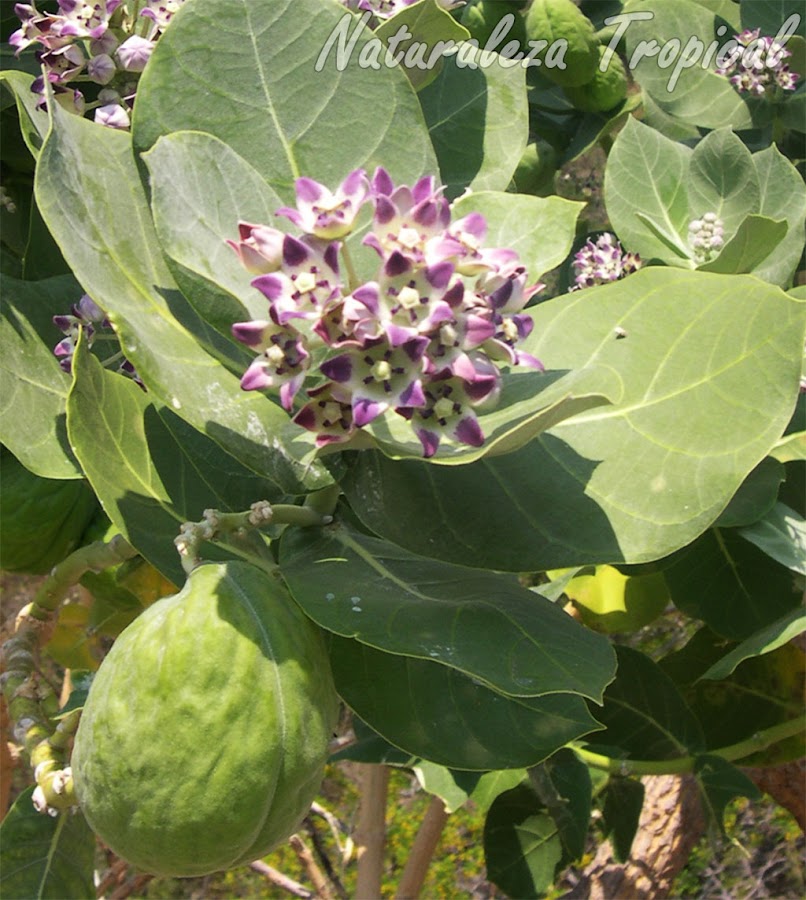 Todo sobre la planta medicinal algodón de seda o Calotropis procera Plantas Todo sobre la planta medicinal algodón de seda o Calotropis procera Plantas