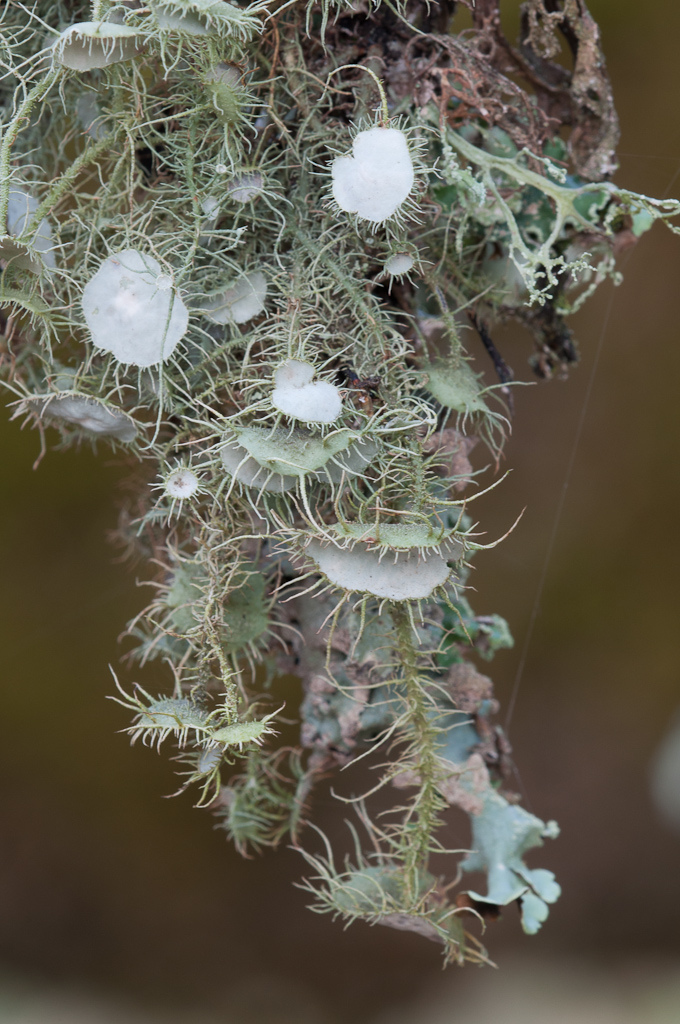 Another kind of Usnea