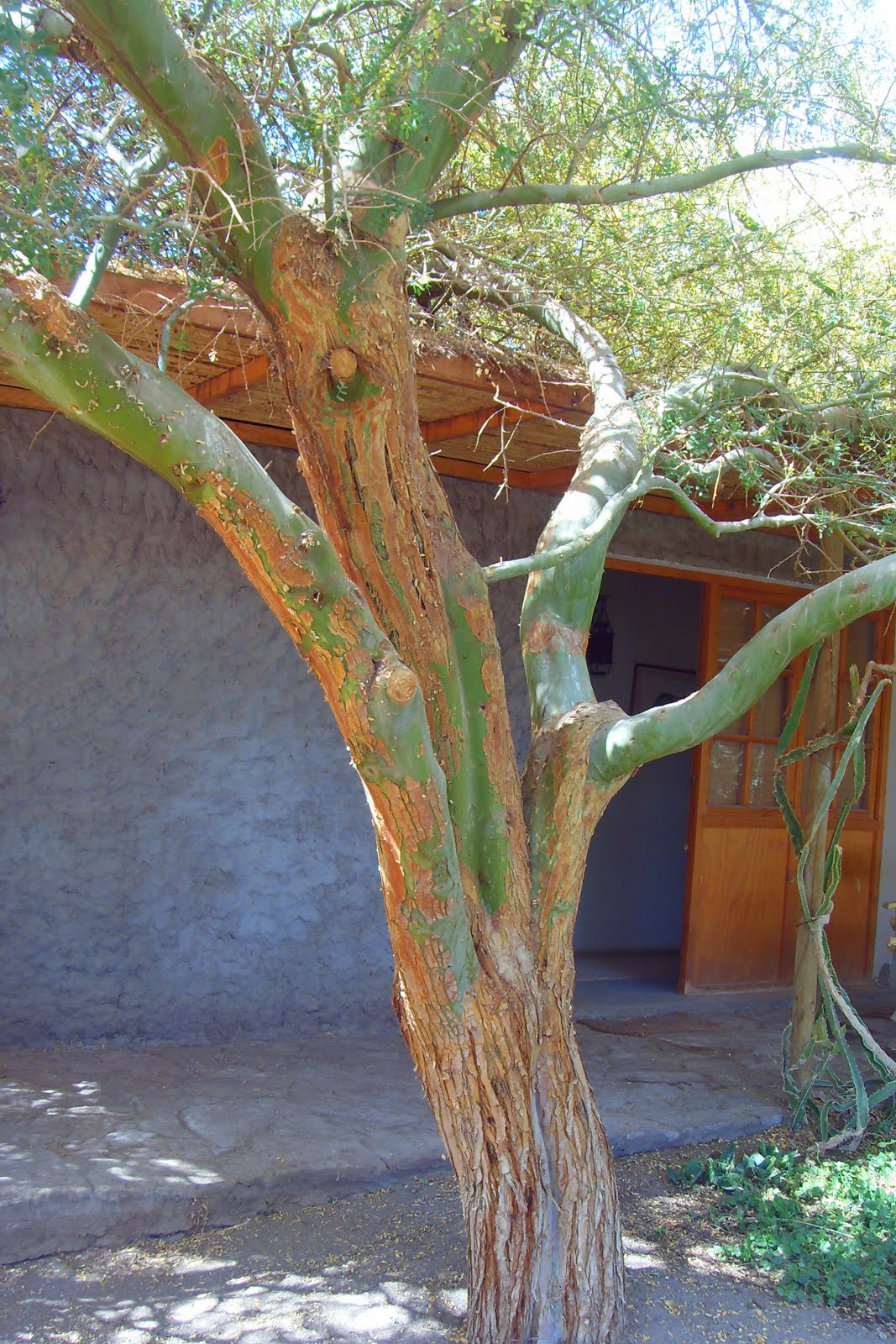 Eco-antropología: Etnografía y caracterización botánica del chañar ...