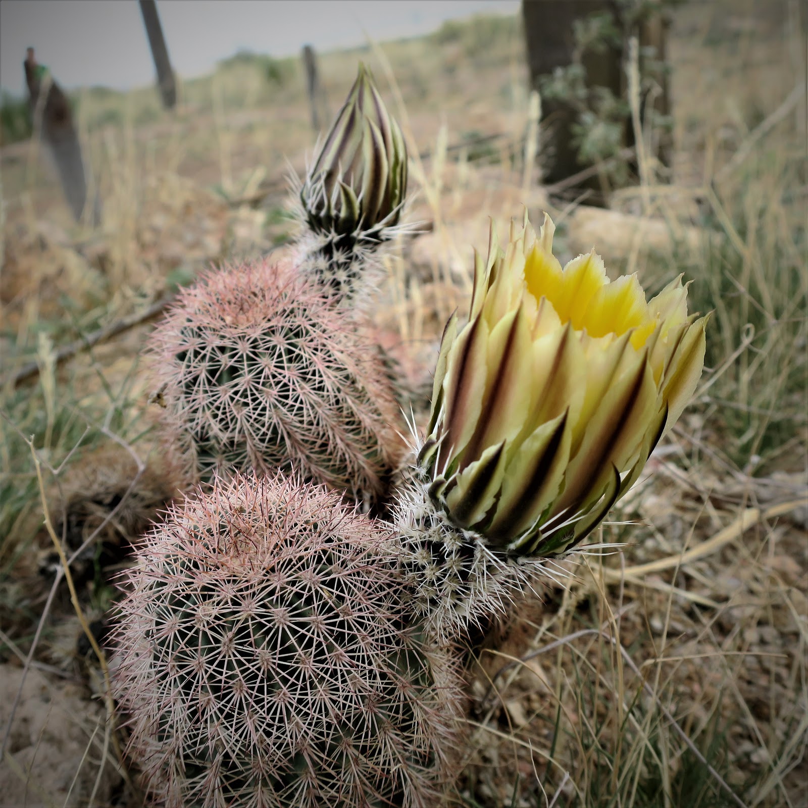 Living Rootless El Paso Poppies Festival