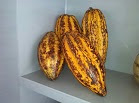 cacao dominicano
