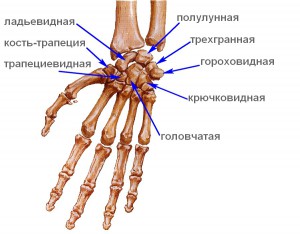 Лечение перелома ладьевидной кости кисти в Харькове. Оперативное лечение перелома ладьевидной кости и реабилитация, причины перелома, симптомы, диагностика