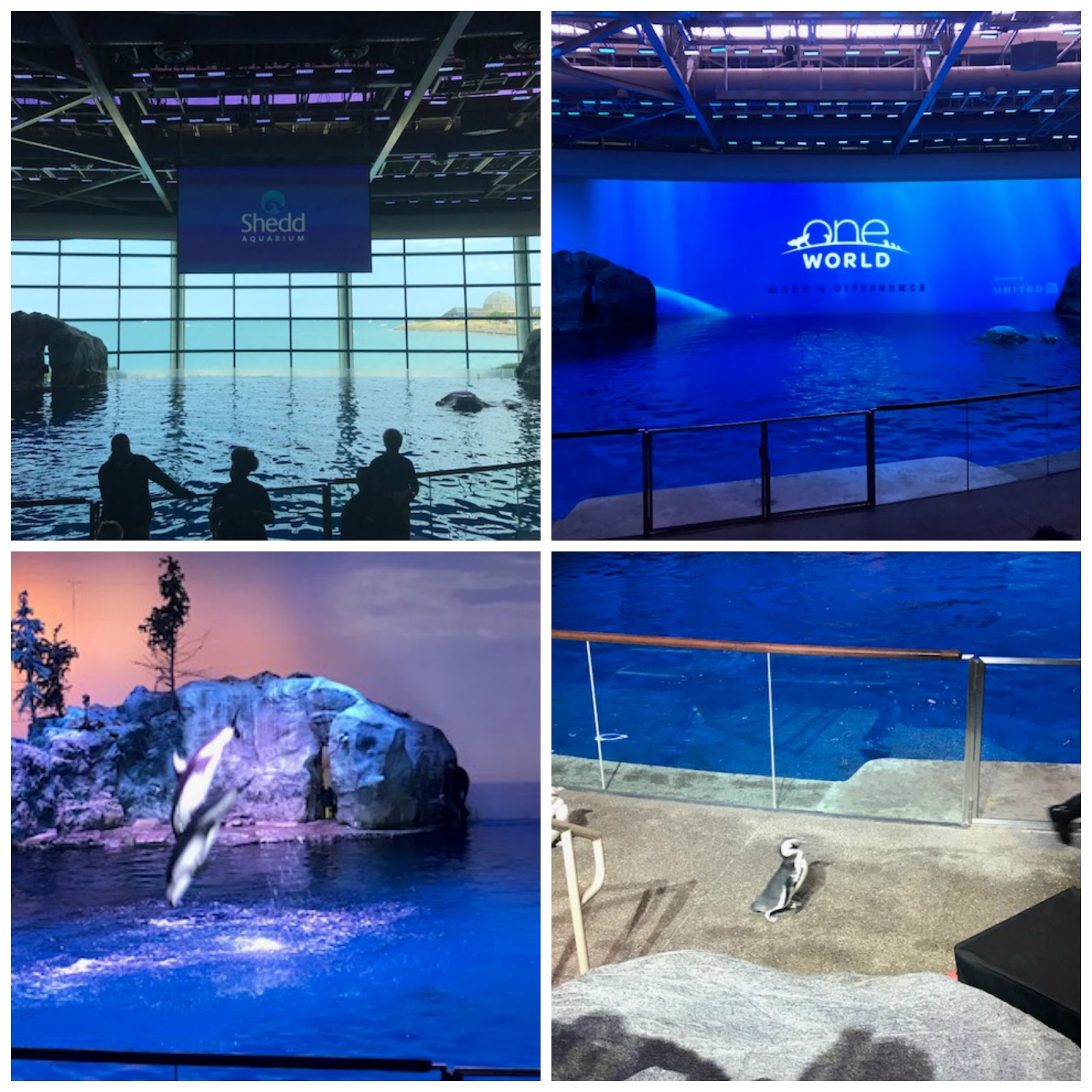 Mommy's Favorite Things Shedd Aquarium in Chicago Review