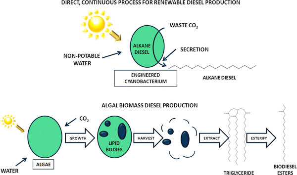 photosythesis and biomass In actuality, however, plants do not absorb all incoming sunlight (due to reflection, respiration requirements of photosynthesis and the need for optimal solar radiation levels) and do not convert all harvested energy into biomass, which results in an overall photosynthetic efficiency of 3 to 6% of total solar radiation. photosythesis and biomass In actuality, however, plants do not absorb all incoming sunlight (due to reflection, respiration requirements of photosynthesis and the need for optimal solar radiation levels) and do not convert all harvested energy into biomass, which results in an overall photosynthetic efficiency of 3 to 6% of total solar radiation.