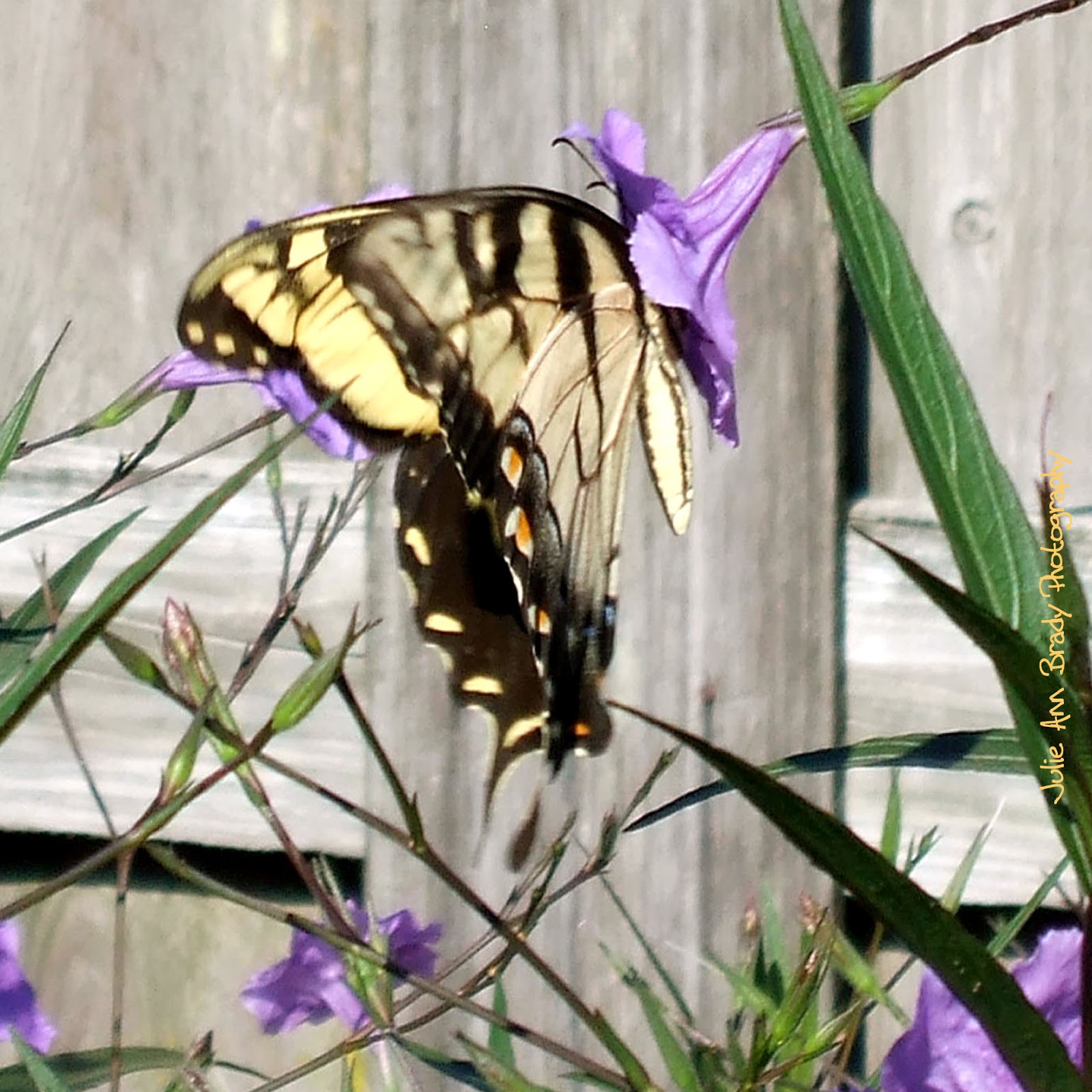 Julie Ann Brady : Blog On: Eastern Tiger Swallowtail Butterfly